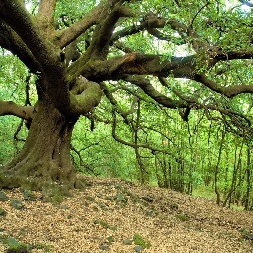 albero centenario piano bello