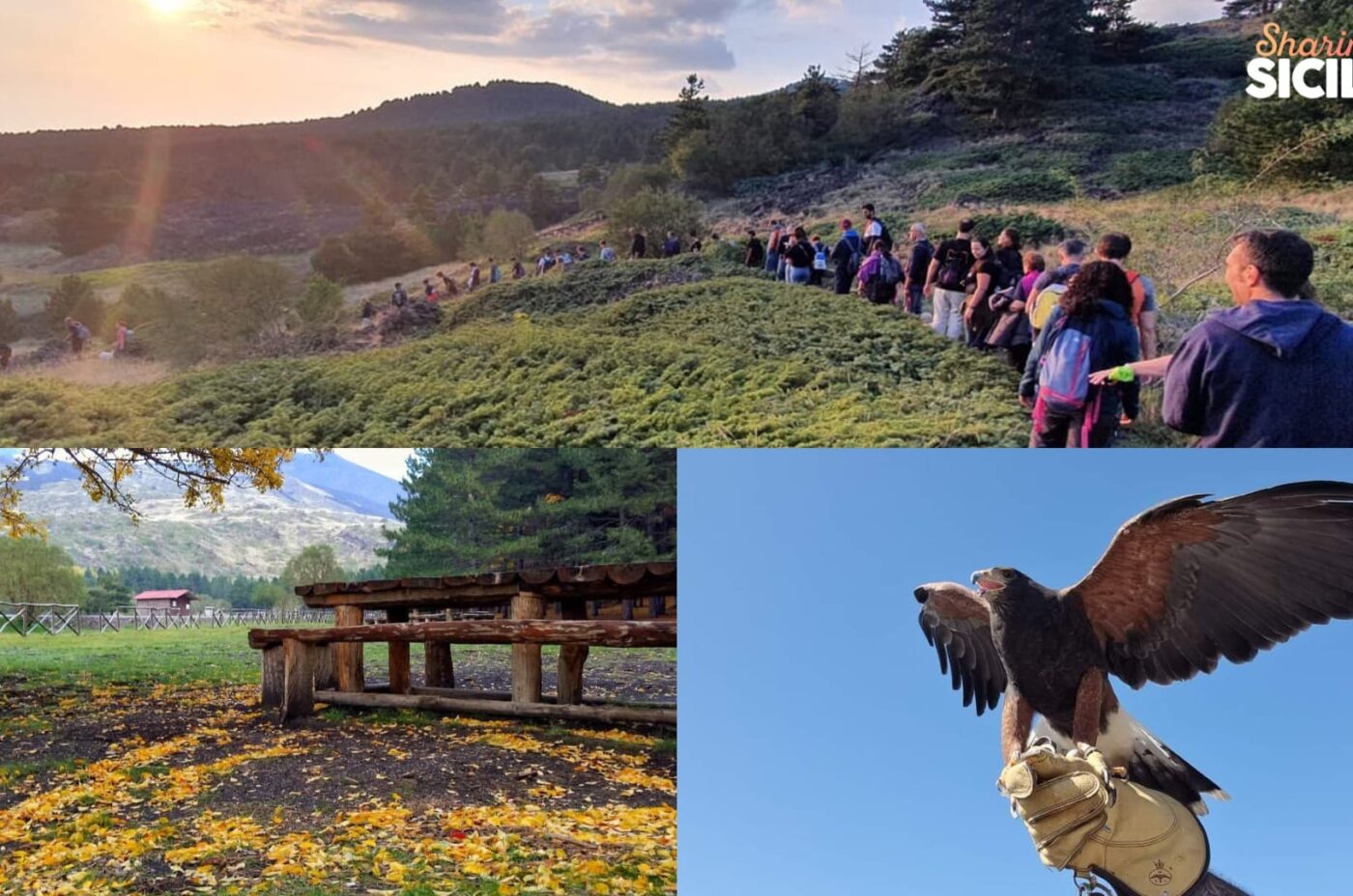 Etna Trekking e Falconeria: la magia del volo dei rapaci
