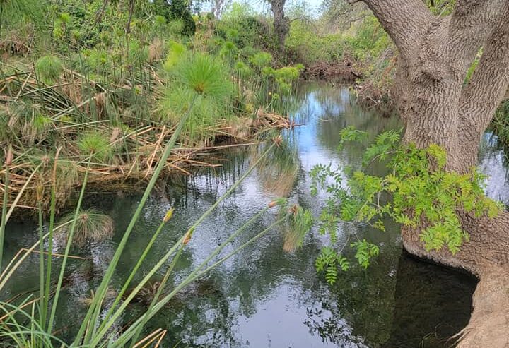 Passeggiata naturalistica al tramonto lungo il Fiume Ciane Domenica 1 Giugno | (Siracusa)