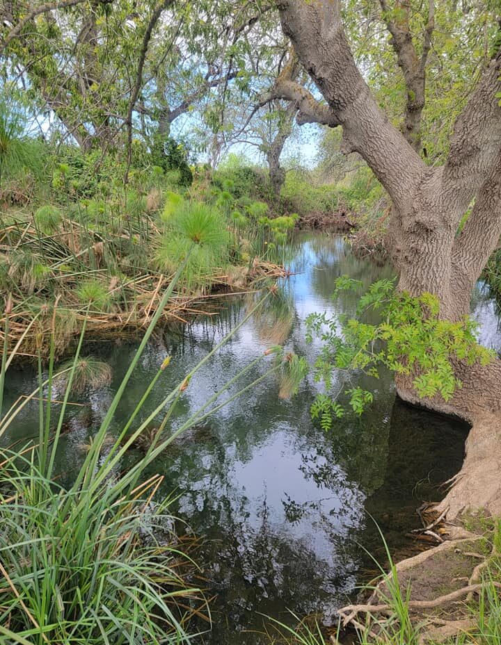 Passeggiata naturalistica al tramonto lungo il Fiume Ciane Domenica 1 Giugno | (Siracusa)
