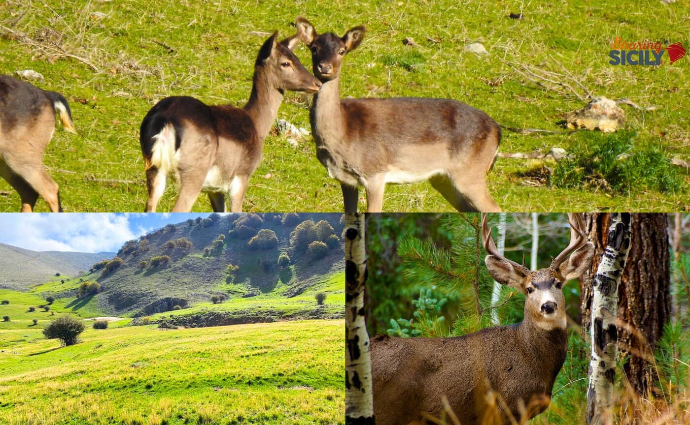 Cosa fare per il Ponte del 25-27 aprile? Escursioni al Parco delle Madonie tra daini e natura