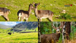 Cosa fare per il Ponte del 25-27 aprile? Escursioni al Parco delle Madonie tra daini e natura