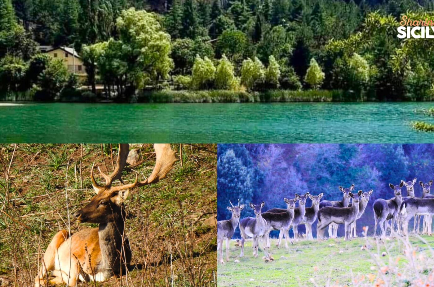 Trekking fino a Laghetto Mandria del Conte – Madonie in Primavera