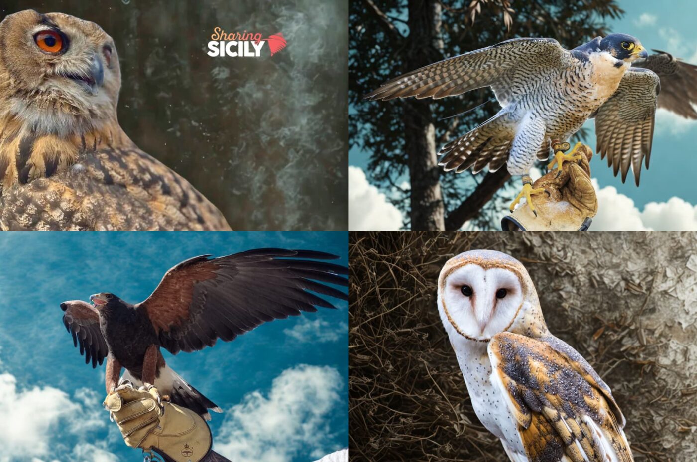 Trekking con Falconeria: una magica esperienza tra i boschi e i rapaci