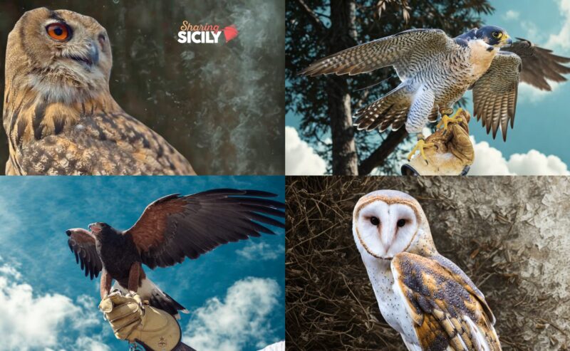 Trekking con Falconeria: una magica esperienza tra i boschi e i rapaci