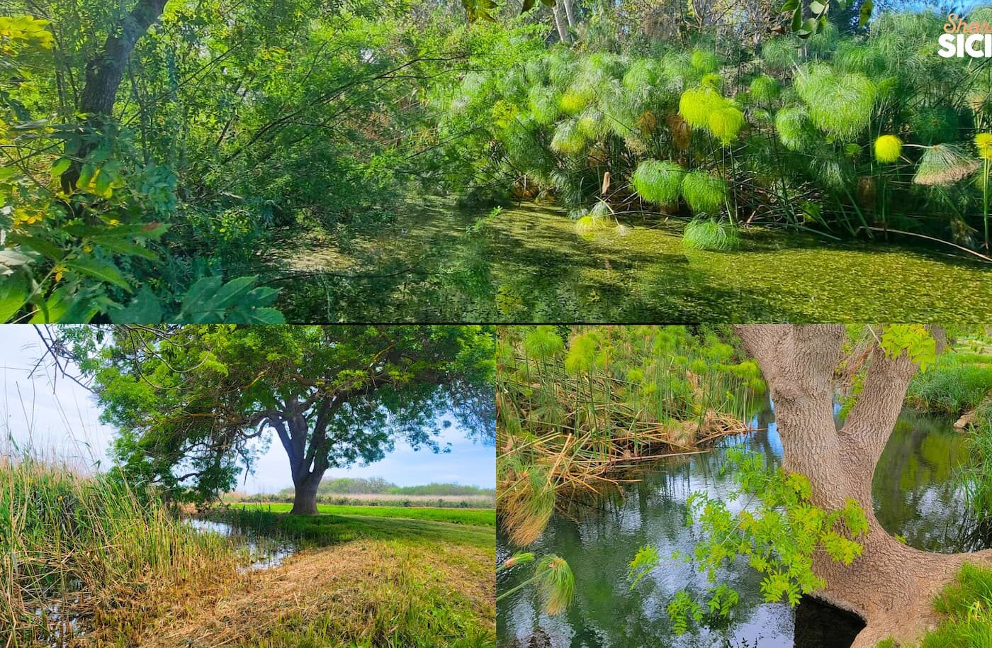 1 MAGGIO AL FIUME CIANE – PASSEGGIATA NATURALISTICA TRA PAPIRI E LEGGENDE