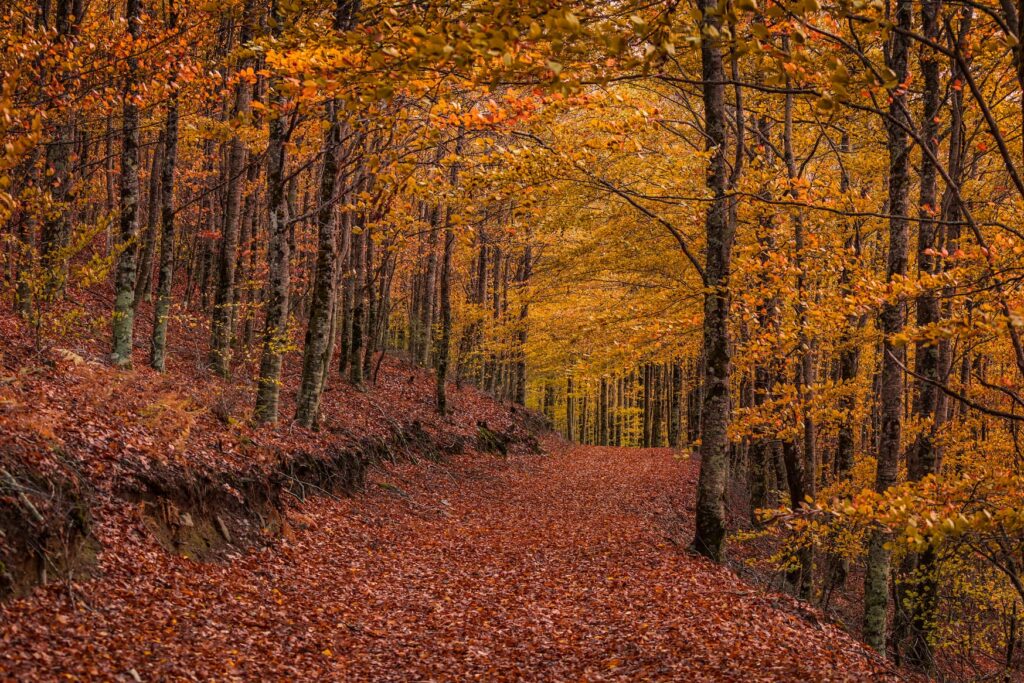 Faggeta di Monte Spagnolo sull'Etna in autunno