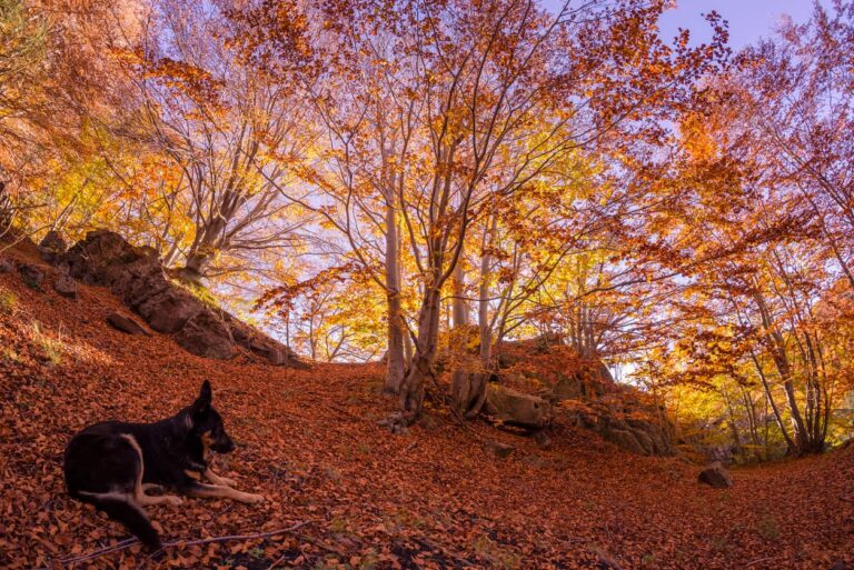 Foliage sull’Etna e trekking al Rifugio Timparossa