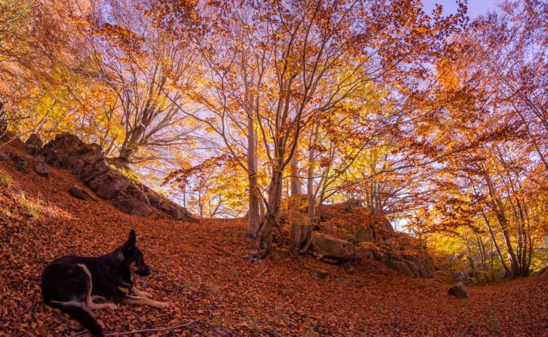 Foliage d’autunno sull’Etna – Escursione fino al Rifugio Timparossa