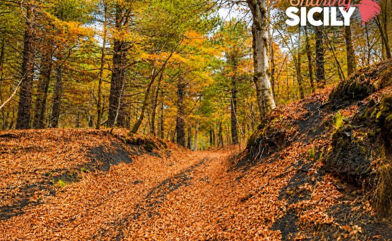Foliage sull’Etna: trekking dal Bosco della Cubania a Monte Rinatu