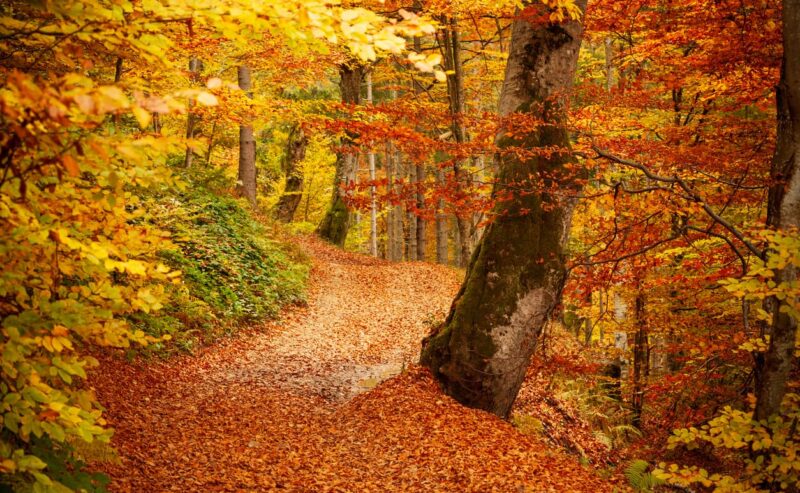 Foliage al Bosco di Malabotta: il Sentiero dei Patriarchi