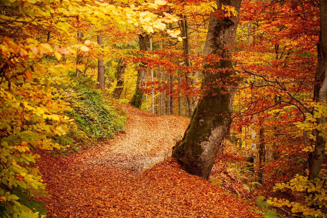 Foliage al Bosco di Malabotta: il Sentiero dei Patriarchi