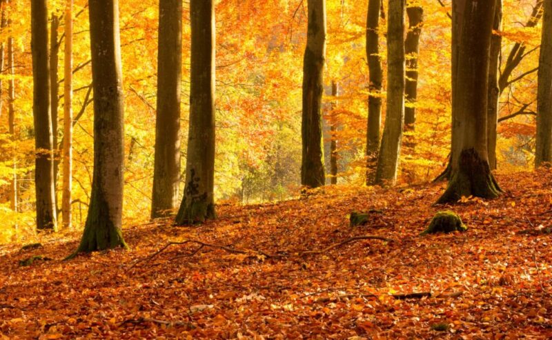 Etna d’autunno: trekking nel Bosco Ragabo fino alla Grotta Corruccio