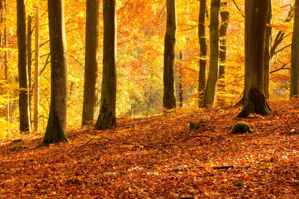 Etna d’autunno: trekking nel Bosco Ragabo fino alla Grotta Corruccio