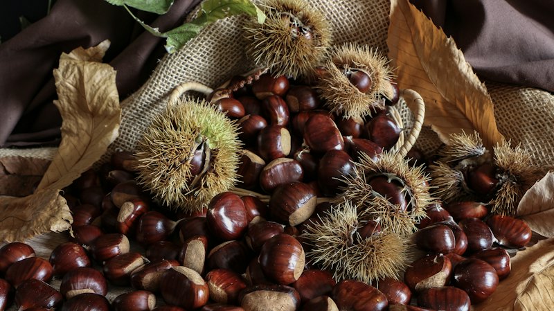 Castagne e ricci tra foglie autunnali